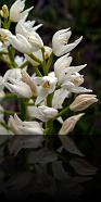 Cephalantera-longifolia
