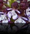 Orchis purpurea 