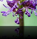 Orchis-hybride-simia-purpea