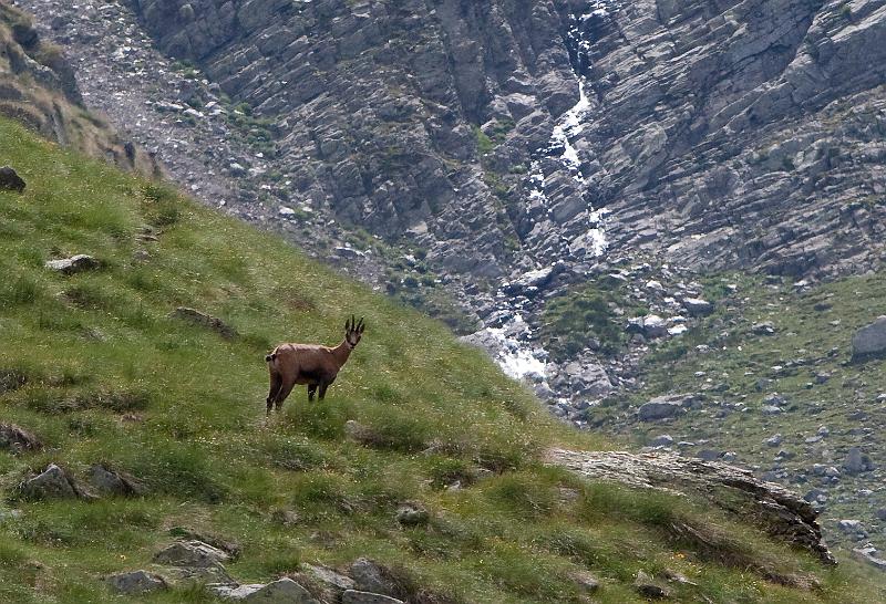 Chamois-3.jpg