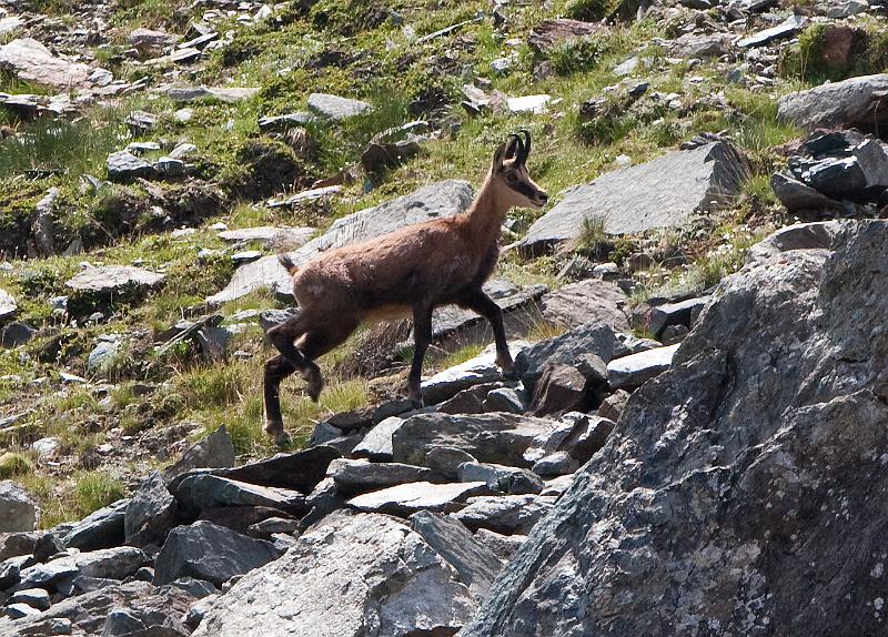 Chamois-5.jpg