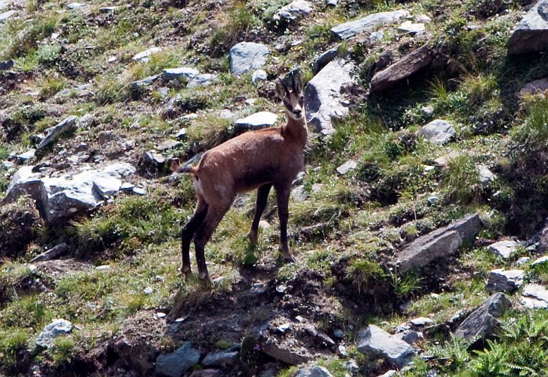 Chamois-6.jpg