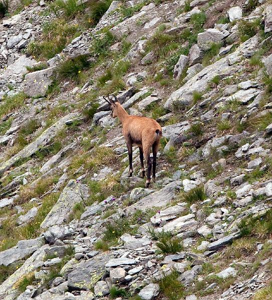 Chamois-7.jpg