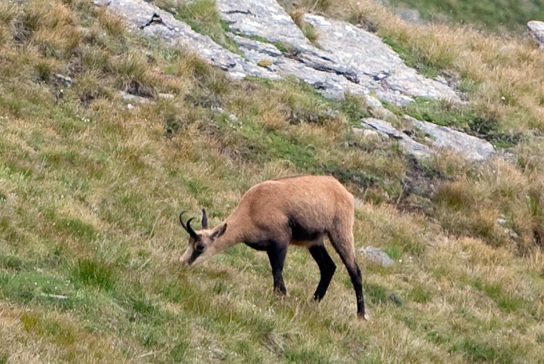 Chamois-8.jpg