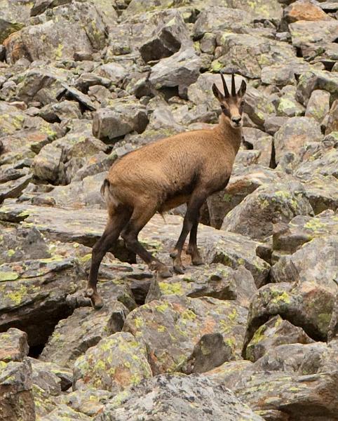 Chamois-9.jpg