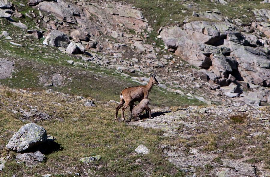 Mere-Chamois-1--&-petit.jpg